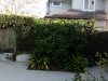 Hedge tim Selwyn Avenue, Mission Bay12 [HDTV (1080)].jpg