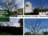 Tree trimming Selwyn Avenue, Mission Bay 4444 [HDTV (1080)].jpg