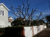 Tree trimming Selwyn Avenue, Mission Bay2 [HDTV (1080)].jpg