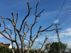 Tree trimming Selwyn Avenue, Mission Bay4 [HDTV (1080)].jpg