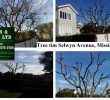 Tree Trimming Selwyn Avenue Mission Bay
